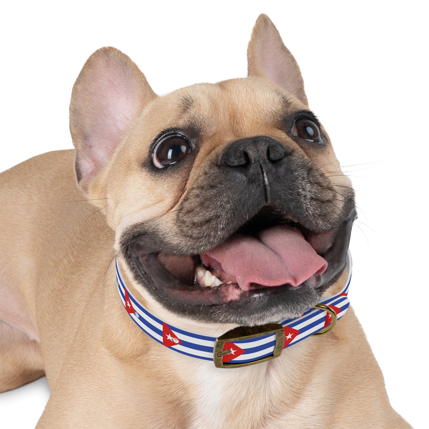 Dog Collar-Cuba