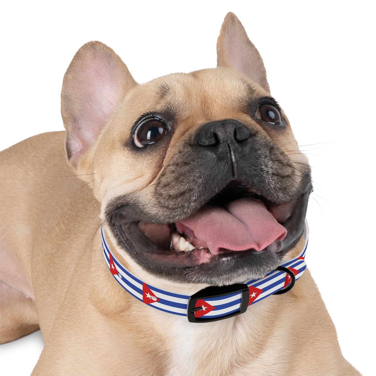 Dog Collar-Cuba